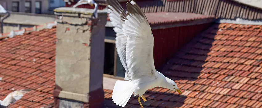 Residential Chimney Animal Removal Solution in Crawfordsville, IN
